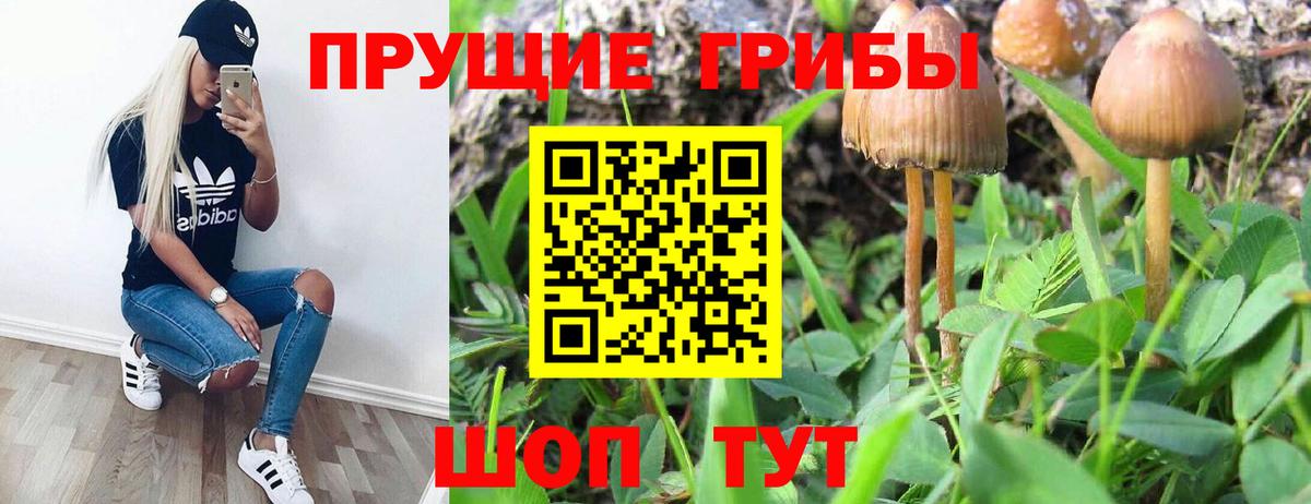 Галлюциногенные грибы Cubensis  Вход с VPN  Сатка  Псилоцибиновые грибы Cubensis 